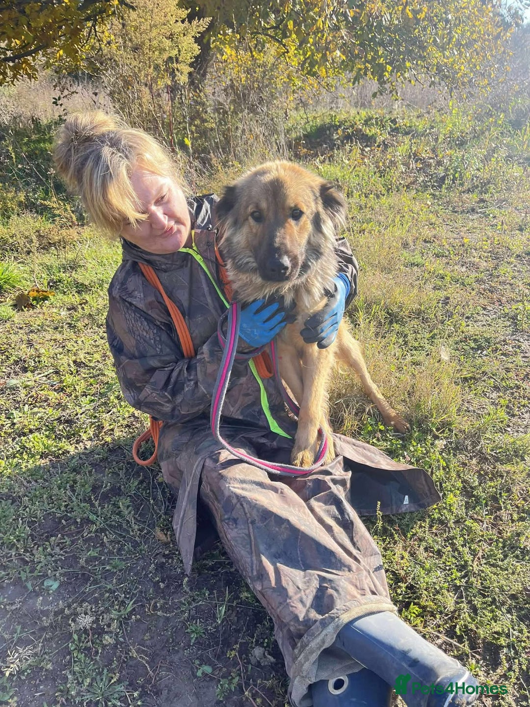 Mixed Breed dogs for adoption: Santiago Milton Keynes  - Advert 2