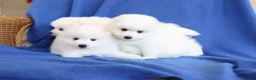 Japanese Spitz dogs for sale: Adorable Japanese Spitz male puppie - Advert 5