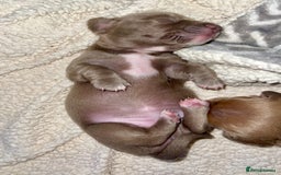 Miniature Dachshund dogs for sale: ✨ THE LAST BEAUTIFULLY BRED KC REG GIRL  - Image 12
