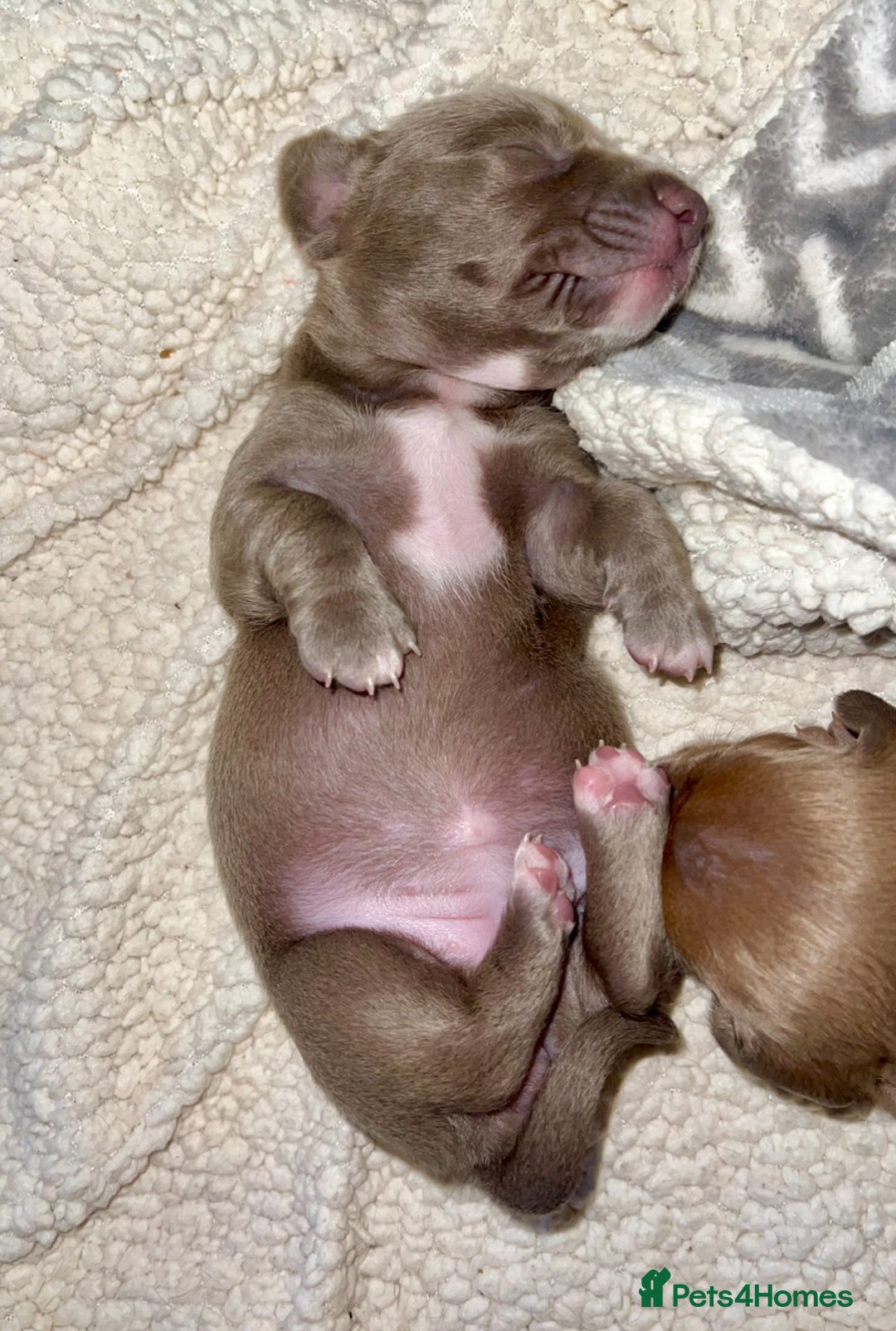 Miniature Dachshund dogs for sale: ✨ THE LAST BEAUTIFULLY BRED KC REG GIRL  - Image 12