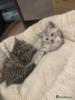 British Shorthair cats - Advert 6