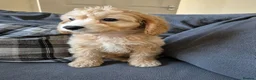 Cockapoo dogs for sale: Last boy F1 Cockapoo full vacs - ready now - Advert 9