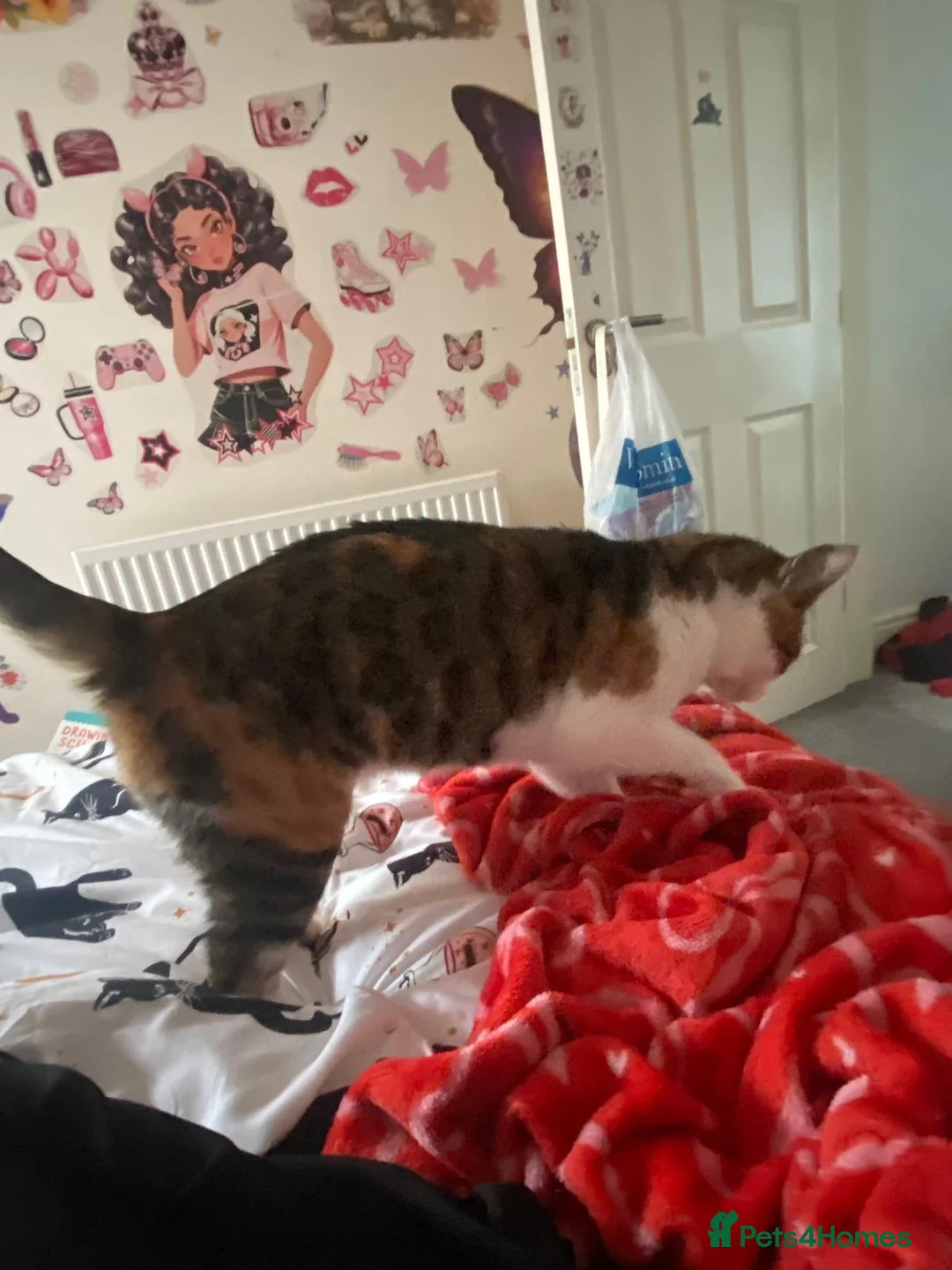 Mixed Breed cats for sale: Kiki mixed Bengal - Advert 5