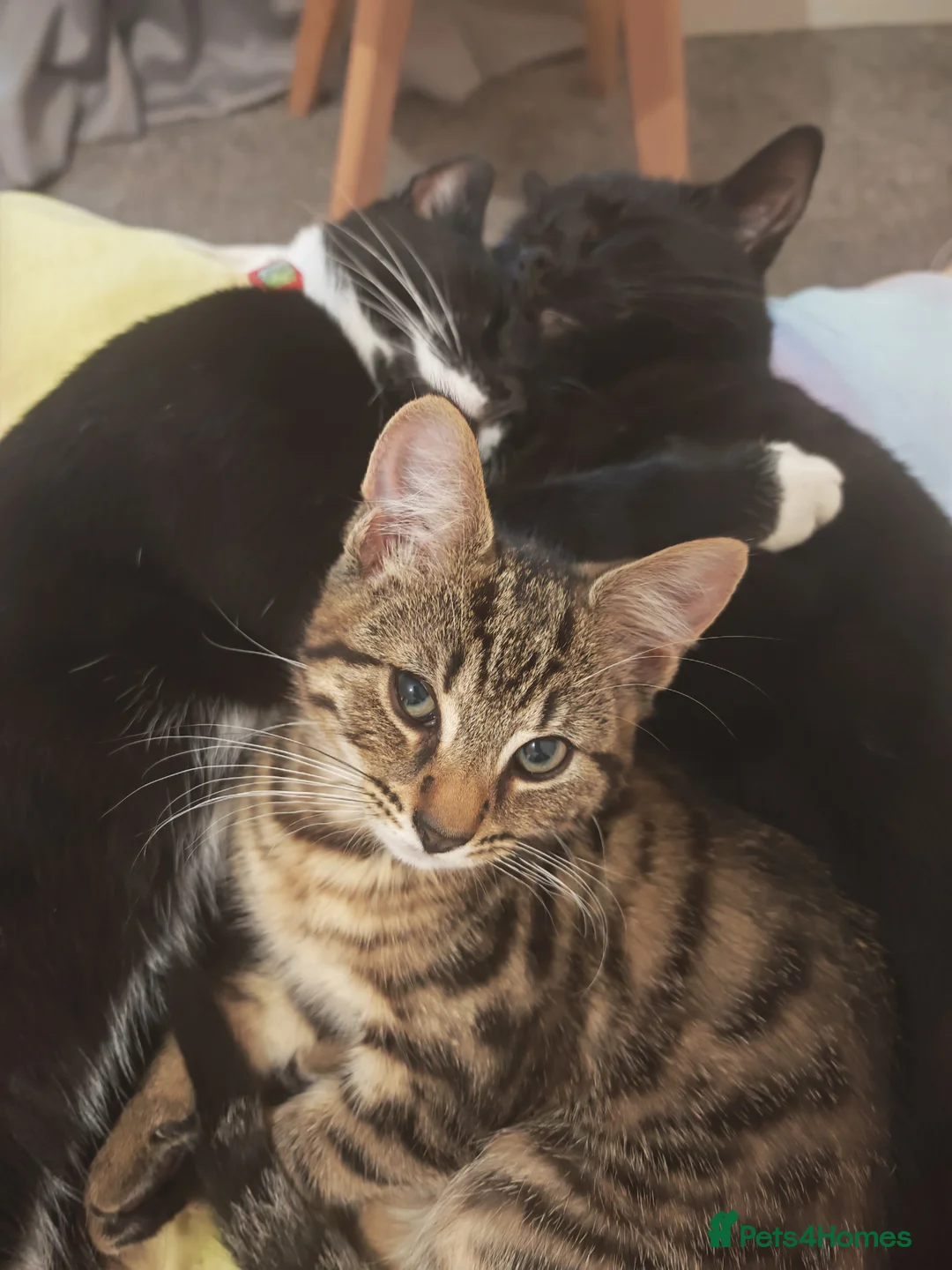 Mixed Breed cats for sale: Beautiful tiger boy - Advert 2