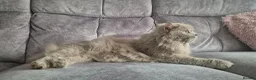British Longhair cats for sale: Beautifiul Retired Lilac 'Queenie' - Advert 4