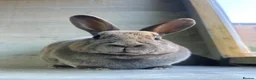 Rex rabbits for sale: Bunny for sale  in Ripon - Advert 4