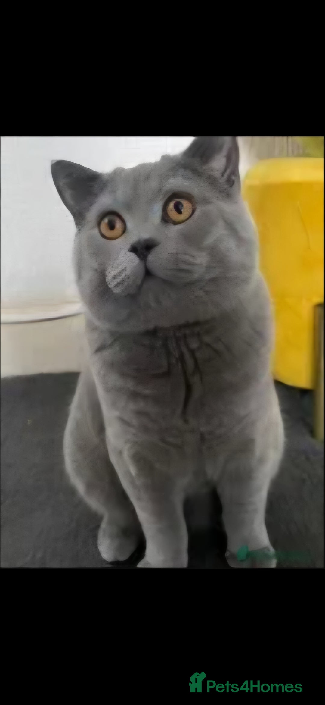 British Shorthair cats for sale: Beautiful Full Bread Blue British Short Hair  - Advert 2