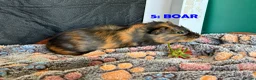 Guinea Pig rodents for sale: Various Guinea Pigs - Ready Now - Advert 9