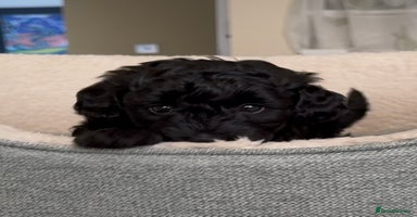 Schnoodle dogs - Advert 1