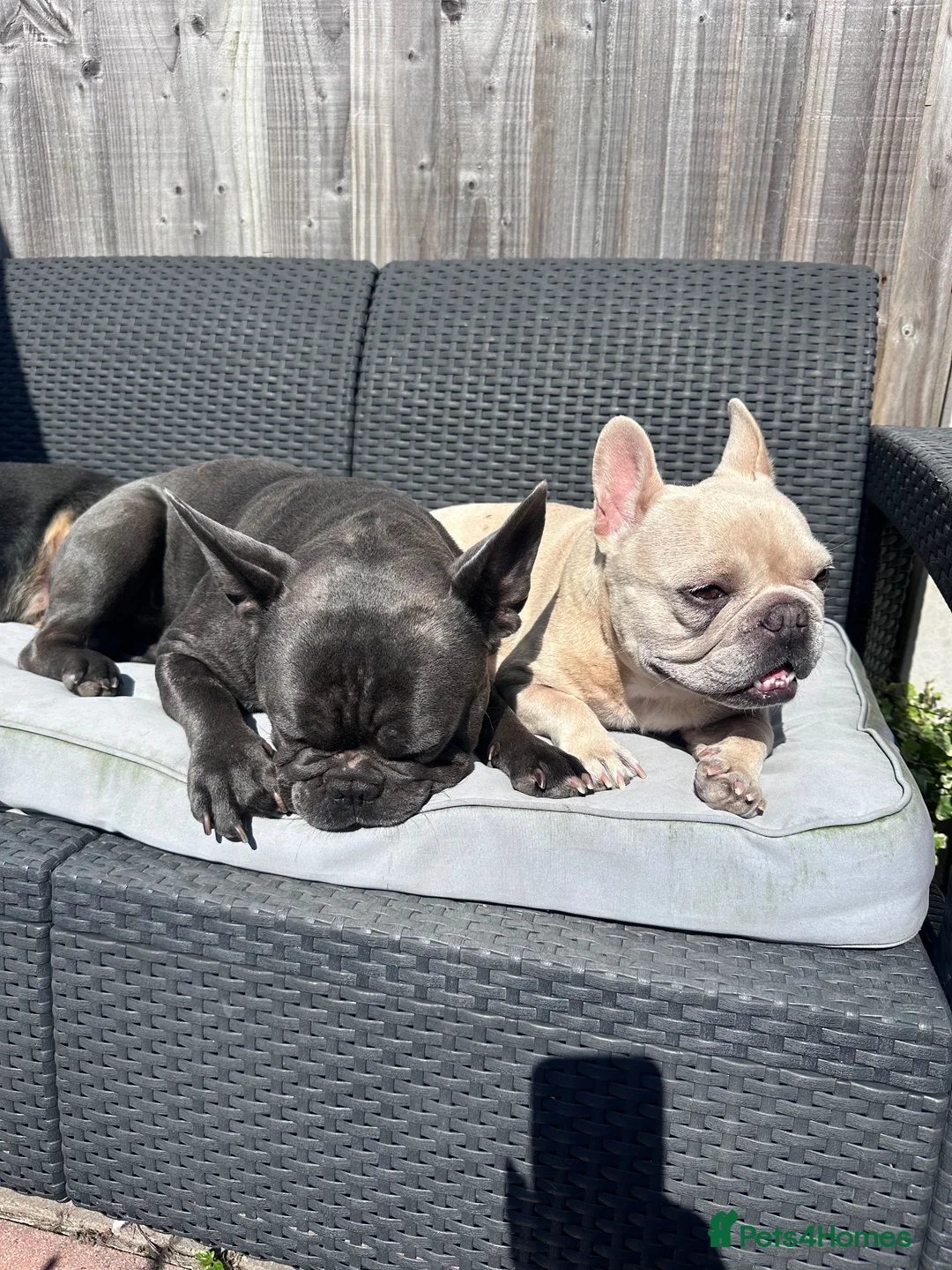 French Bulldog dogs for sale: Blue French bulldog pups  in Wirral - Advert 2