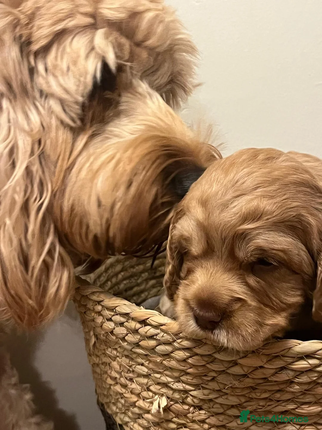 Cockapoo dogs for sale: Beautiful Apricot F1B Cockapoo Puppies  - Advert 9