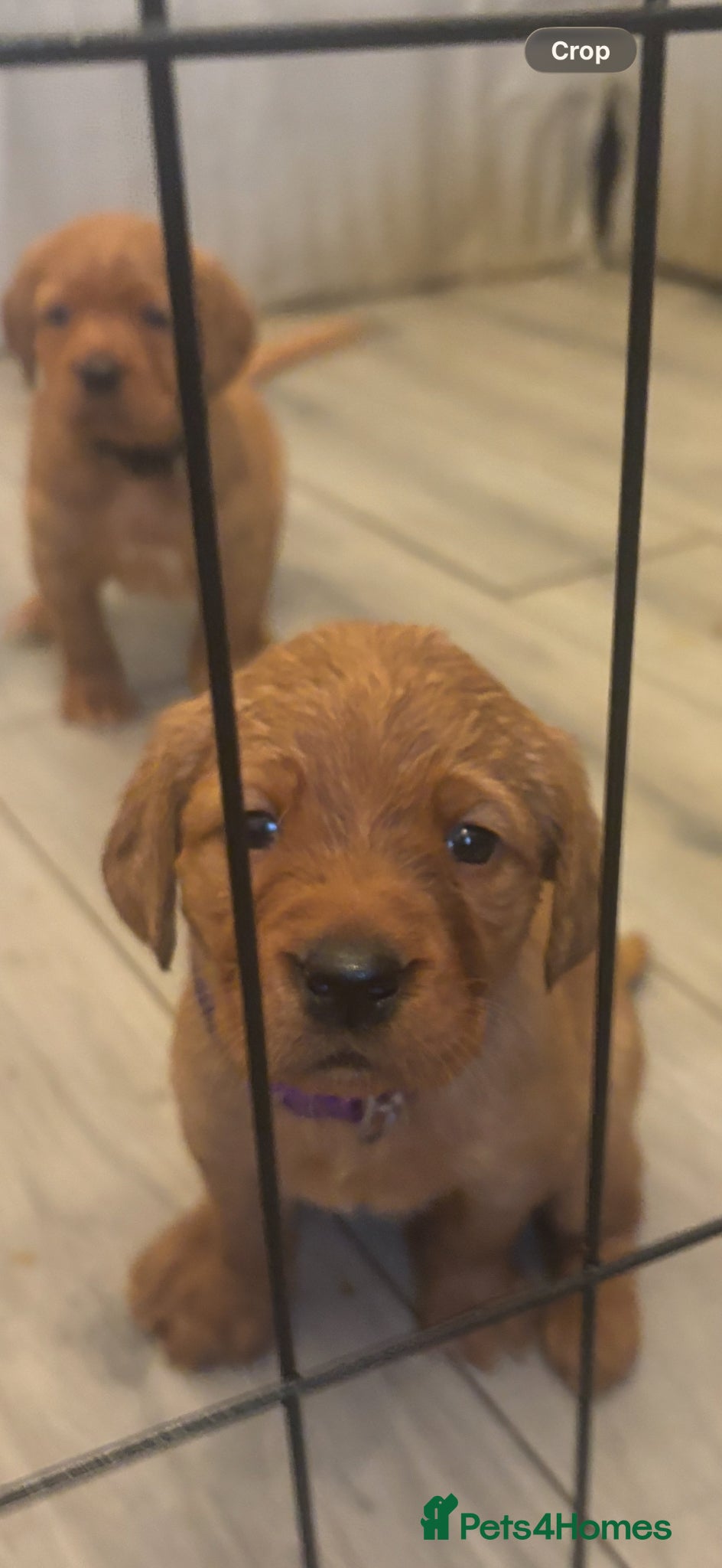 Cockerdor dogs Stunning fox red Cockerdor puppies - Advert 4