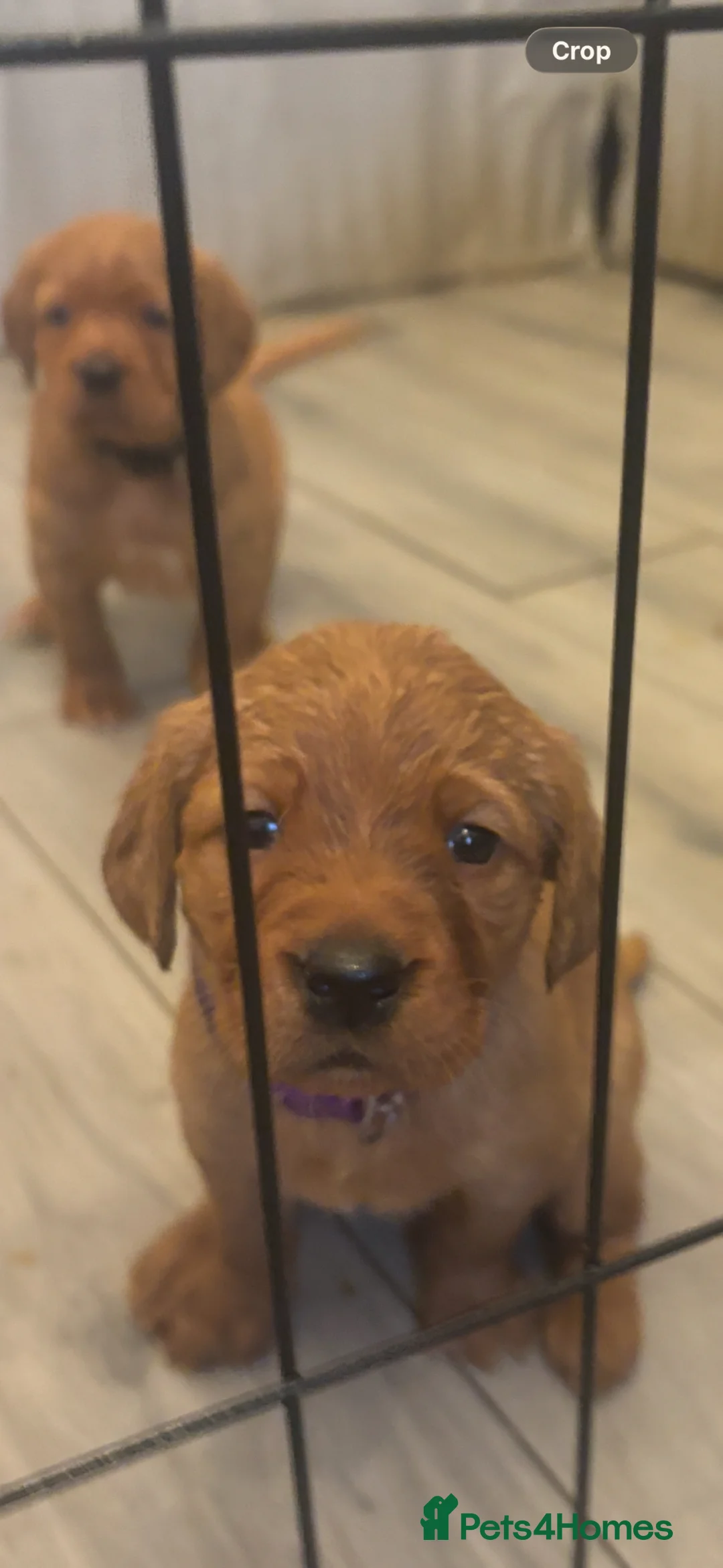 Cockerdor dogs for sale: Stunning fox red Cockerdor puppies - Advert 1