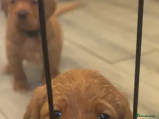 Cockerdor dogs Stunning fox red Cockerdor puppies - Advert 1