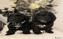 Cockapoo dogs for sale: F1show type Cockapoo. Health tested parents  - Image 2