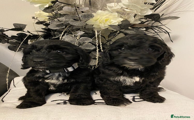 Cockapoo dogs - Advert 2
