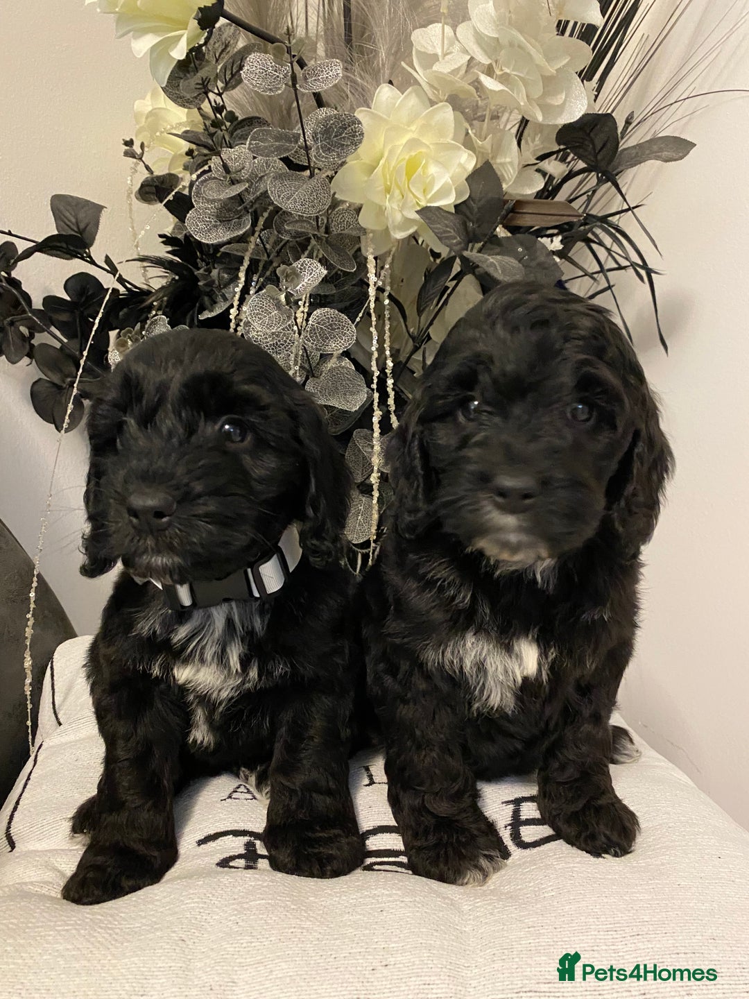 Cockapoo dogs for sale: F1show type Cockapoo. Health tested parents  - Image 2