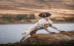 German Shorthaired Pointer dogs for stud: KC GSP Stud – Stunning, Strong, Smart - Image 7