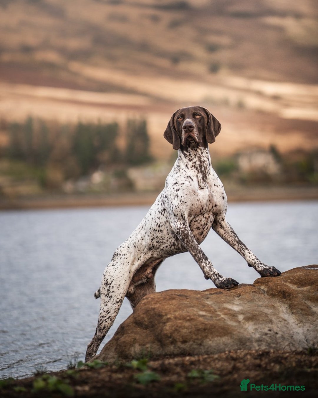 German Shorthaired Pointer dogs for stud: KC GSP Stud – Stunning, Strong, Smart - Image 7