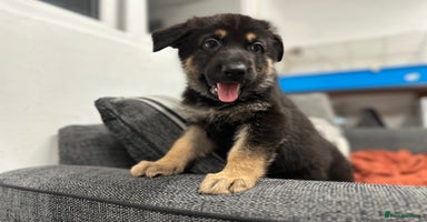 German Shepherd dogs German Shepherd Puppies - Advert 4