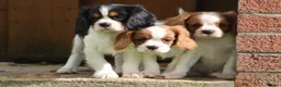 Cavalier King Charles Spaniel dogs for sale: Beautiful Cavalier King Charles Spaniel puppies - Advert 26