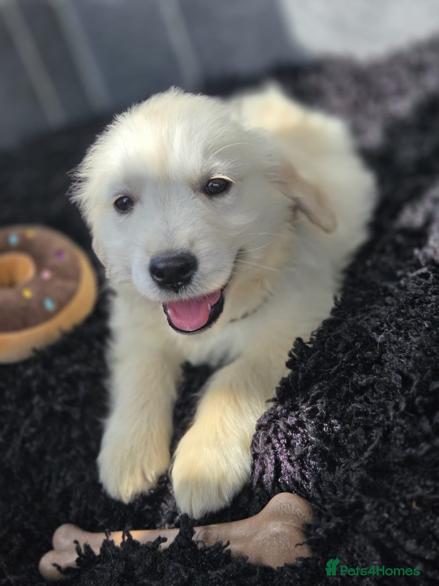 Golden Retriever dogs Beautiful golden retriever pups  - Advert 2