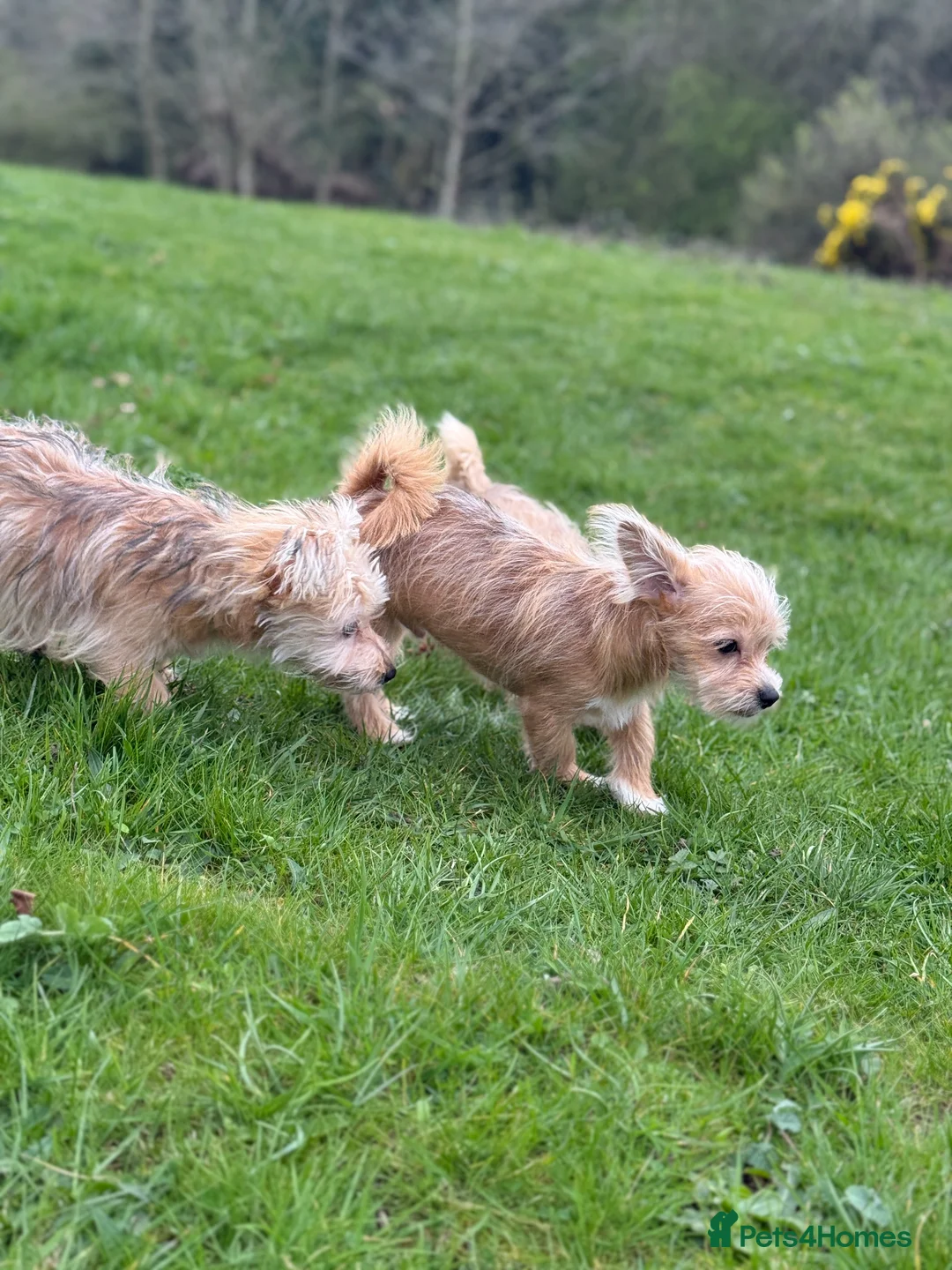 Mixed Breed dogs for sale: Your new pup! Maltese x JackChi - unique mix - Advert 2