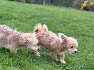 Mixed Breed dogs Your new pup! Maltese x JackChi - unique mix - Advert 13