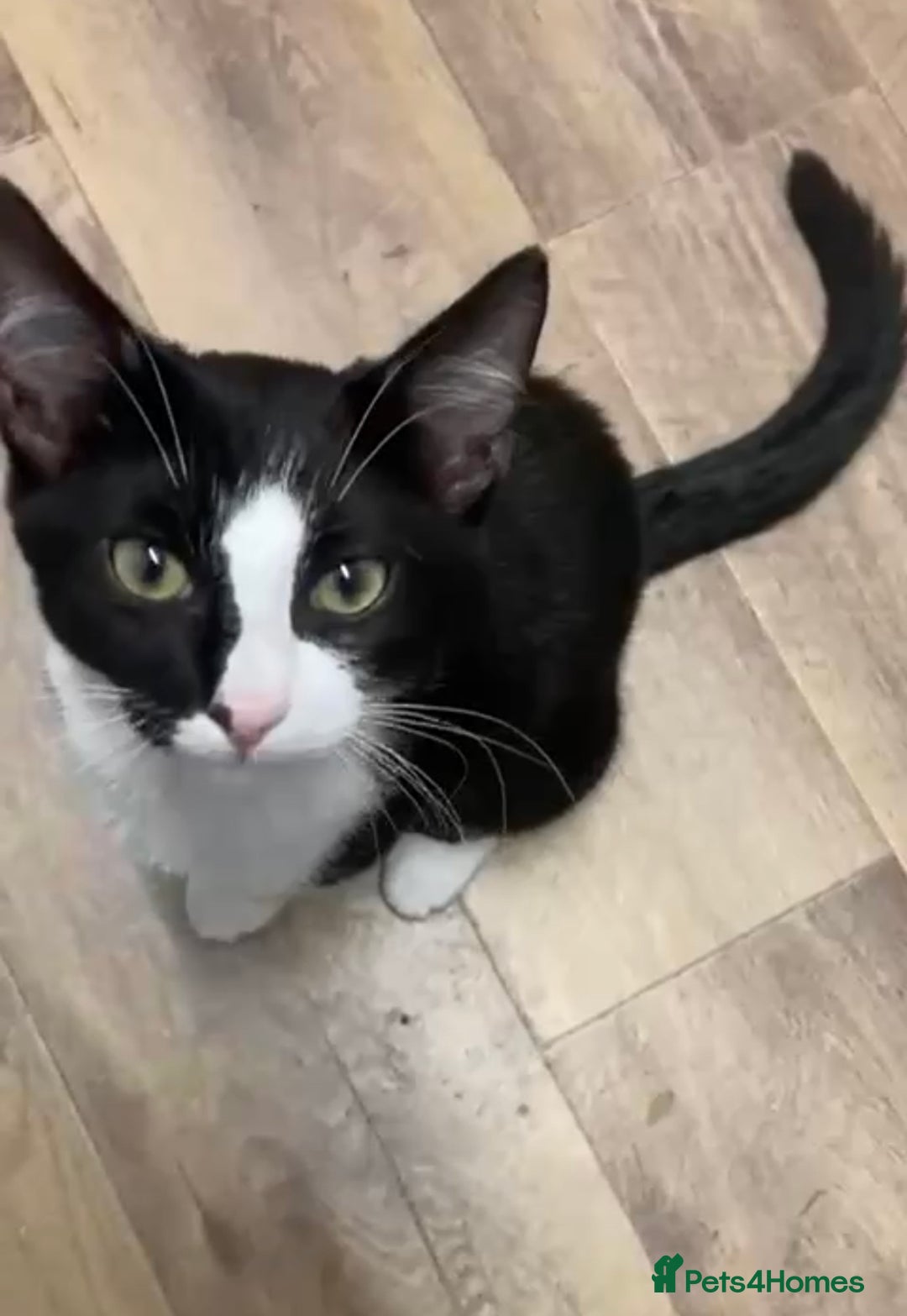 Mixed Breed cats for sale: Two siblings need rehoming  - Image 5