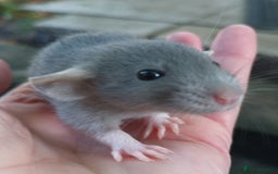 Rat rodents for sale: Baby rats - standard and dwarf  - Image 5