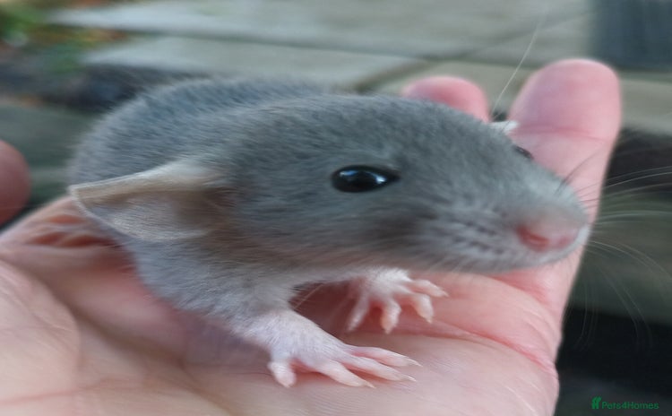 Rat rodents - Advert 11