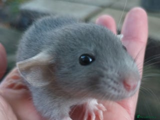 Rat rodents - Advert 15