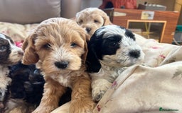 Cockapoo dogs for sale: F1 Cockapoo puppies  - Image 14