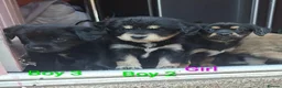 Mixed Breed dogs for sale: Cockerpom puppys 🐶 - Advert 10