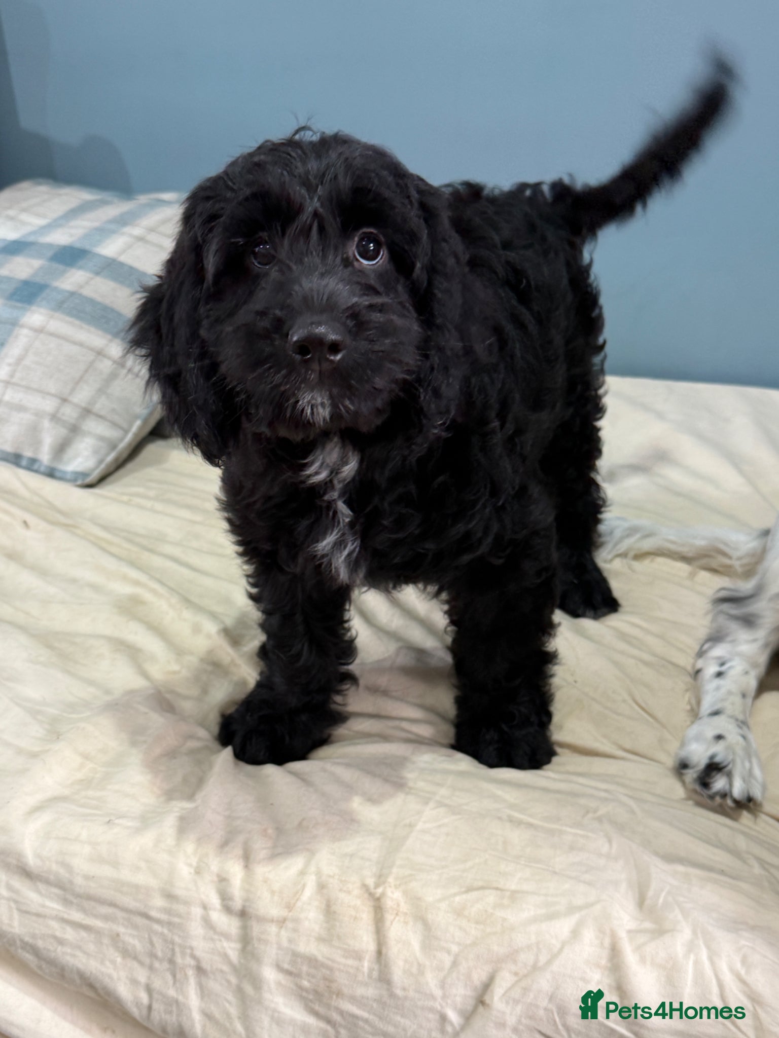 Mixed Breed dogs Sprockerpoo puppies  only two left  - Advert 3