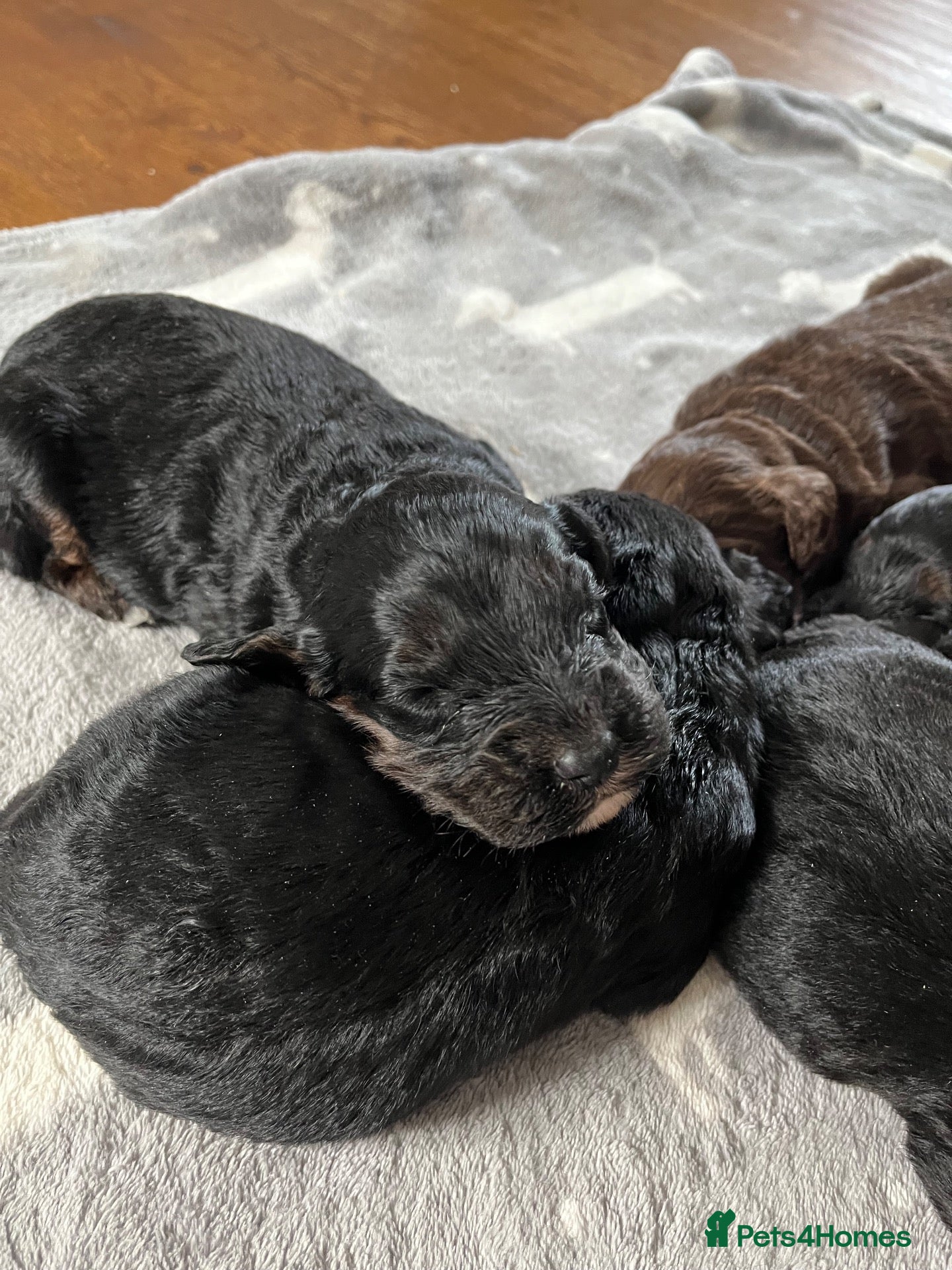 Cockapoo dogs 7 stunning F1 cockapoo puppies, black and browns  - Advert 2