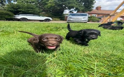 Sprocker dogs for sale: Sprocker puppies  - Image 7