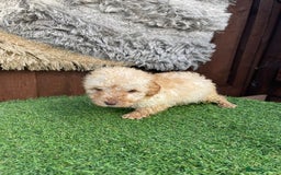 Goldendoodle dogs for sale: 4 beautiful golden doodle puppies ready to go!!!! - Image 11