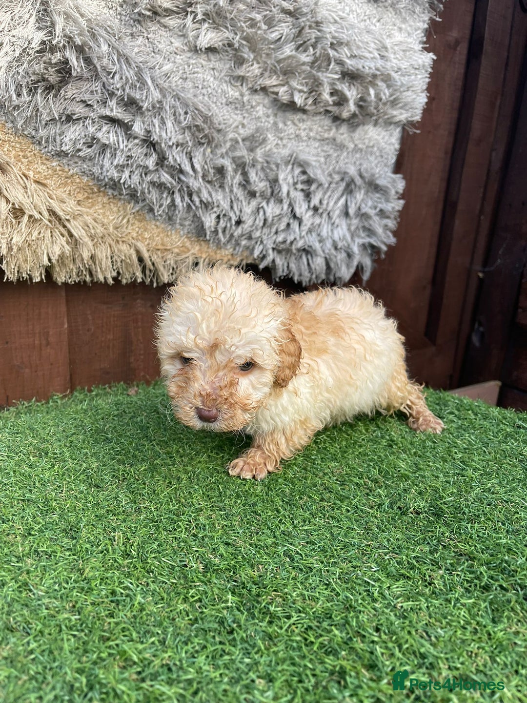 Goldendoodle dogs for sale: 4 beautiful golden doodle puppies ready to go!!!! - Image 11