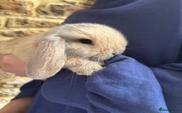 Mini Lop rabbits for sale: Mini Lops - Image 3