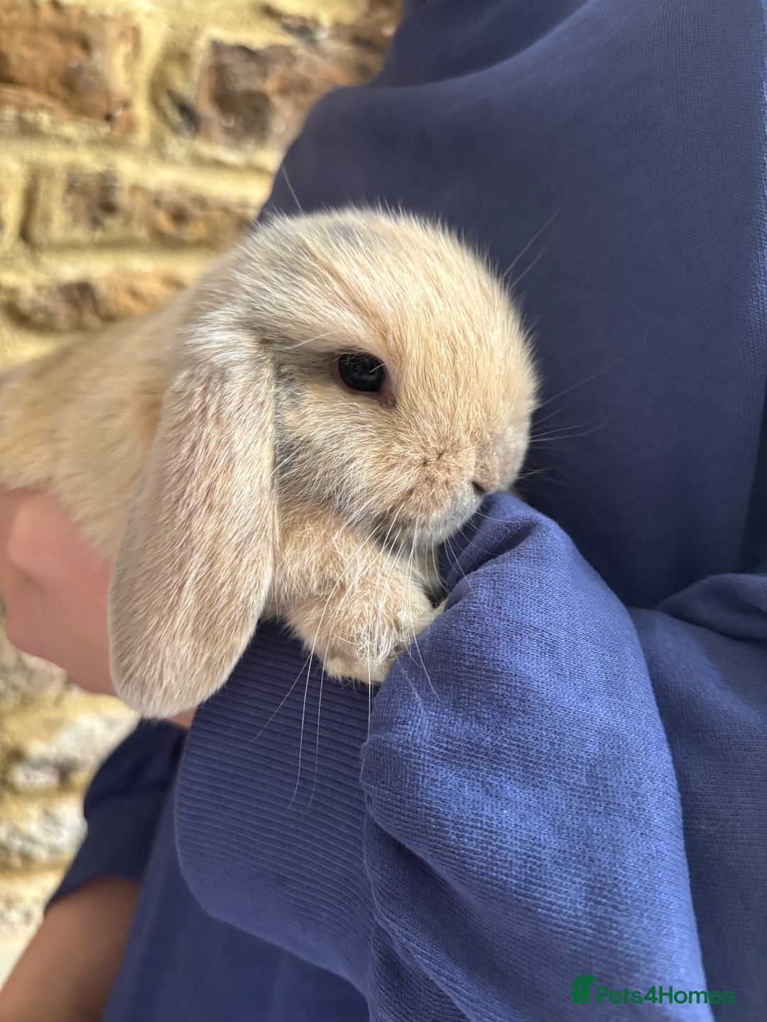 Mini Lop rabbits for sale: Mini Lops - Image 3