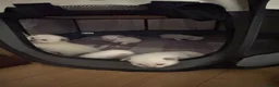 Ragdoll cats for sale: Bluepoint ragdolls for sale  in Liverpool - Advert 27