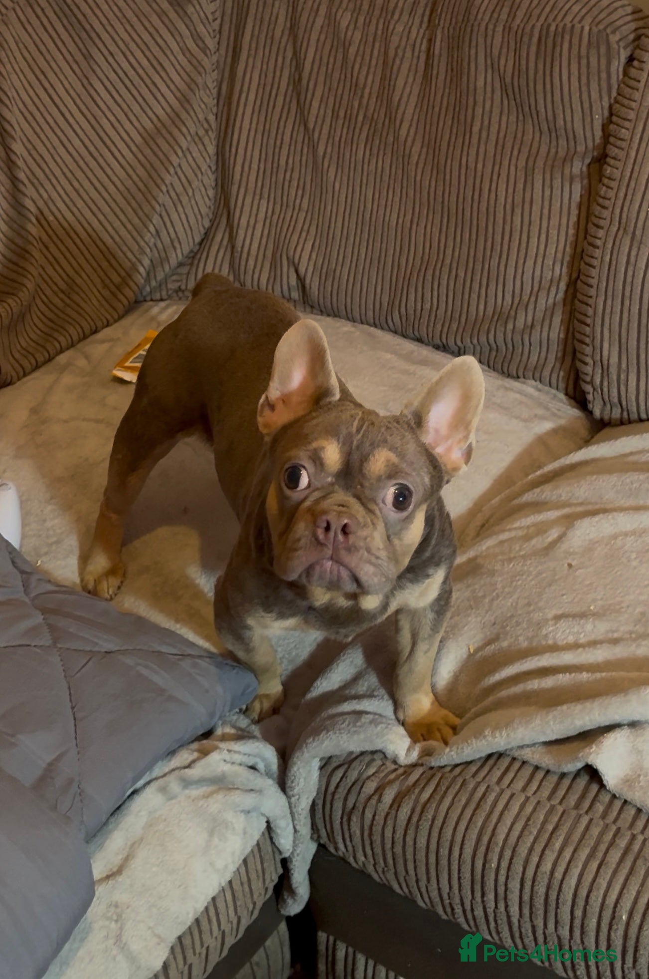 French Bulldog dogs Beautiful French bulldog Boy and girl 💪🏽 - Advert 4