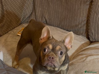 French Bulldog dogs Beautiful French bulldog Boy and girl 💪🏽 - Advert 4