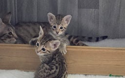 Savannah cats for sale: TICA Registered F8 savannah kittens  - Image 19