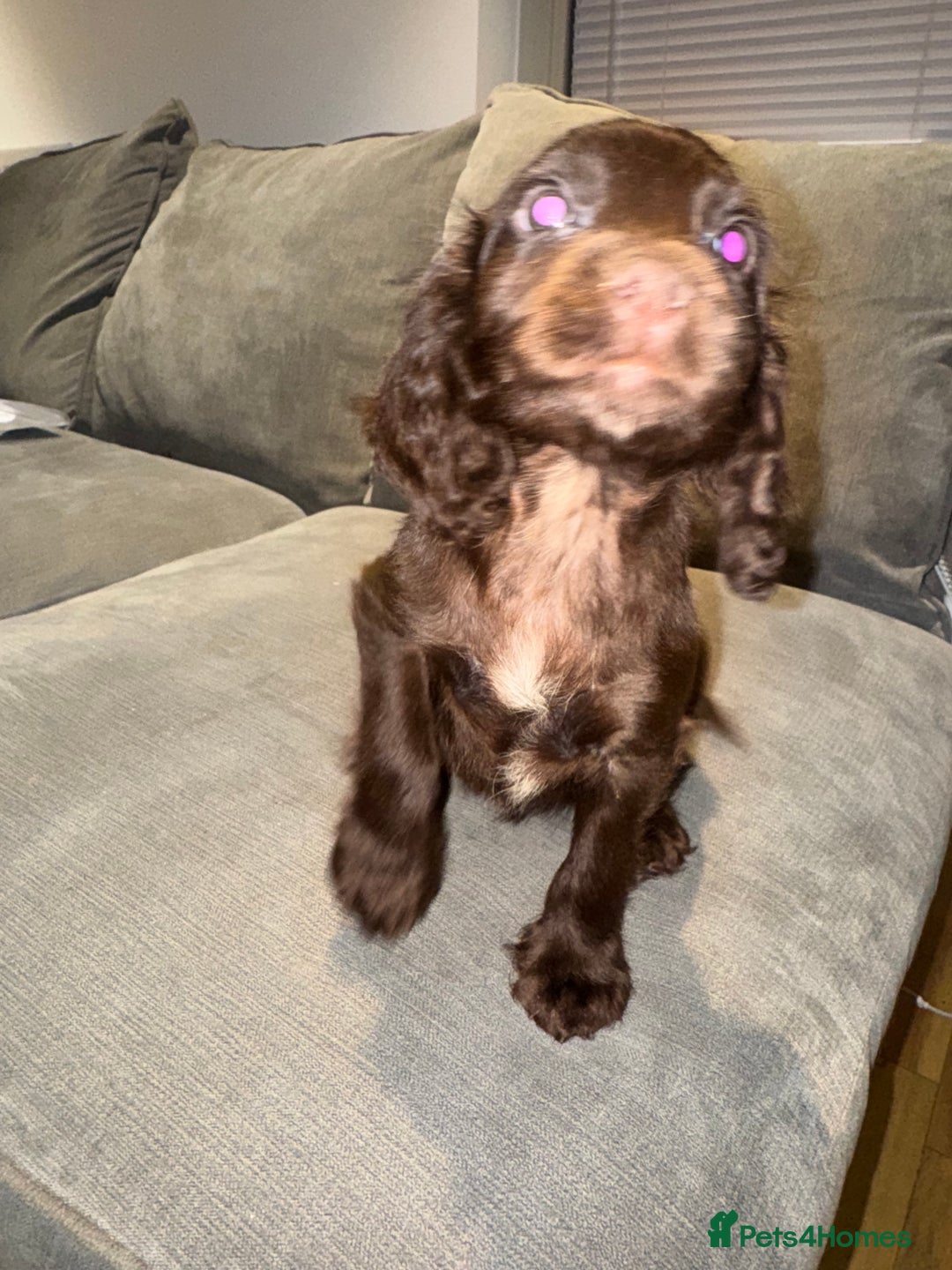 Cocker Spaniel dogs for sale: Cocker spaniel puppy  - Advert 2