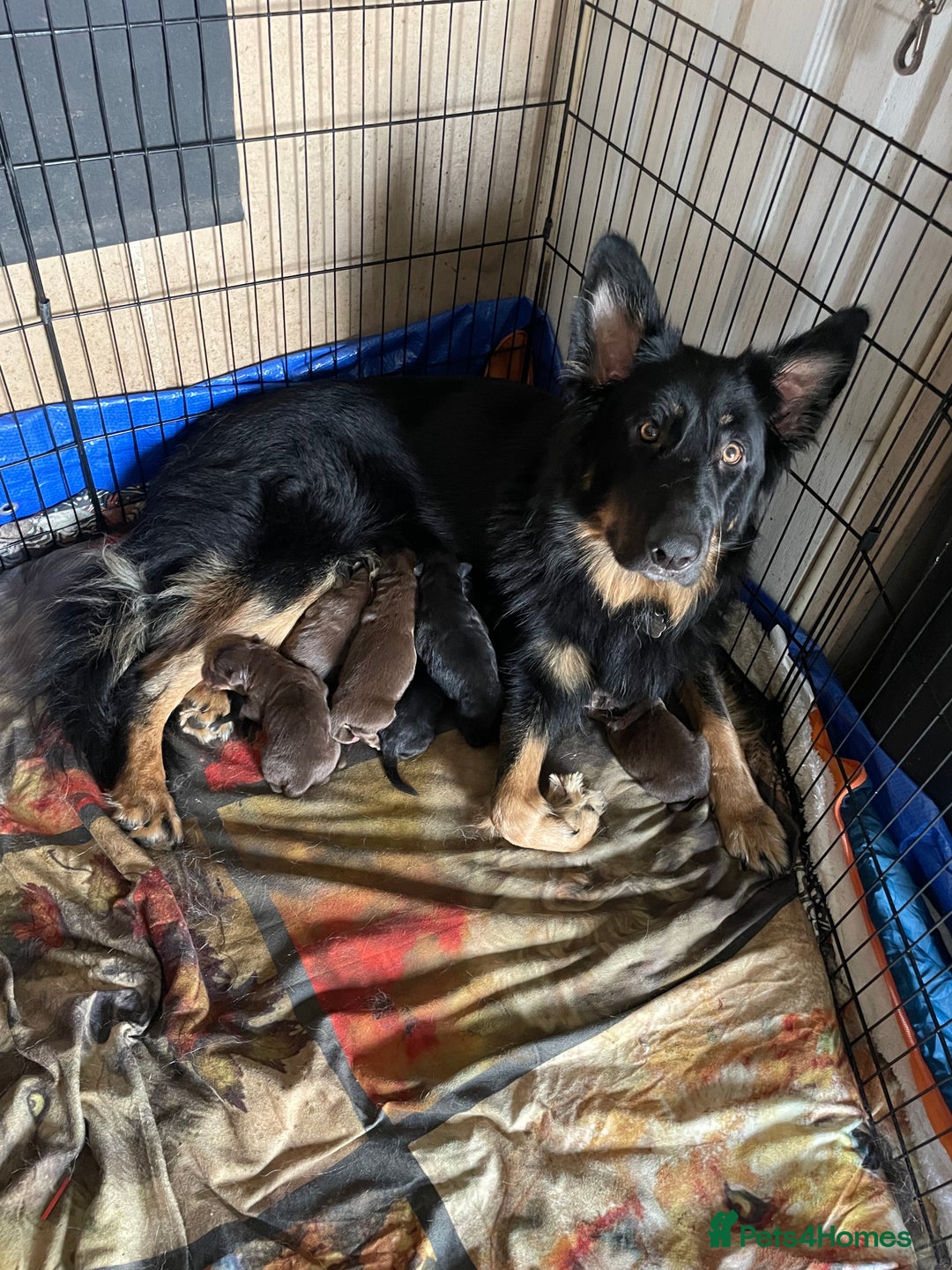 German Shepherd dogs for sale: Straight-topline German Shepherd puppies - Image 1