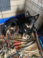 German Shepherd dogs - Advert 5