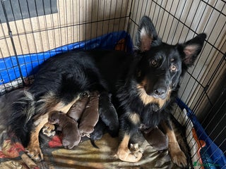 German Shepherd dogs - Advert 10