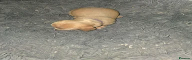 Dachshund 2